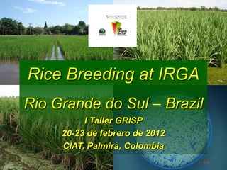 Rice Breeding at IRGA
Rio Grande do Sul – Brazil
          I Taller GRISP
     20-23 de febrero de 2012
     CIAT, Palmira, Colombia
 