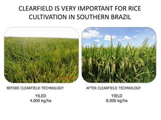Irga Rice Rice breeding at Irga | PDF