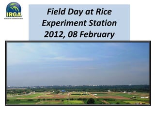 Irga Rice Rice breeding at Irga | PDF