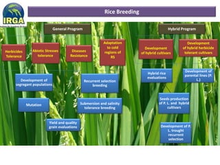 Irga Rice Rice breeding at Irga | PDF