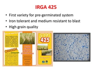 Irga Rice Rice breeding at Irga | PDF