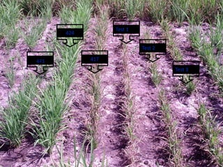 Irga Rice Rice breeding at Irga | PDF