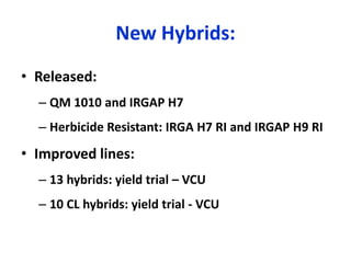 Irga Rice Rice breeding at Irga | PDF