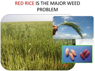 Rice breeding at Irga