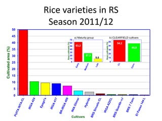 Rice breeding at Irga