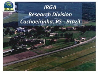 Rice breeding at Irga