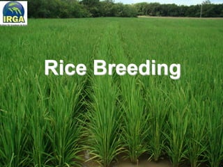 Rice breeding at Irga