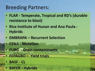 Rice breeding at Irga