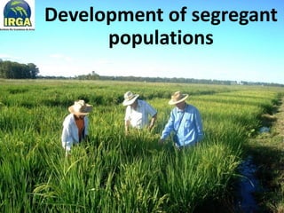 Rice breeding at Irga