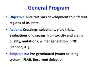 Rice breeding at Irga