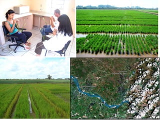 Rice breeding at Irga