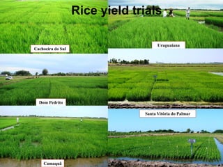 Rice breeding at Irga