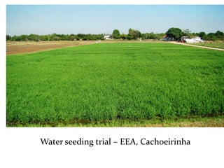 Rice breeding at Irga