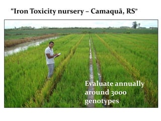 Rice breeding at Irga