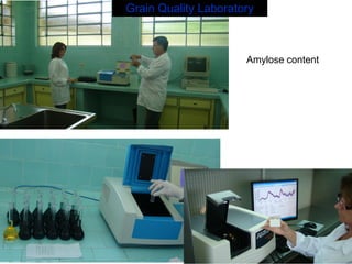 Rice breeding at Irga