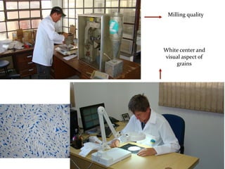 Rice breeding at Irga