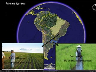 Rice breeding at Irga