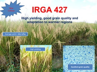 Rice breeding at Irga