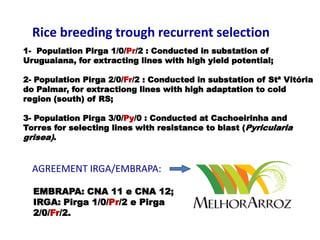 Rice breeding at Irga