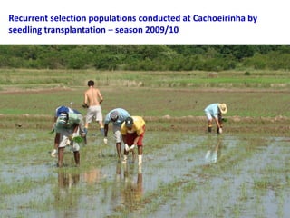 Rice breeding at Irga