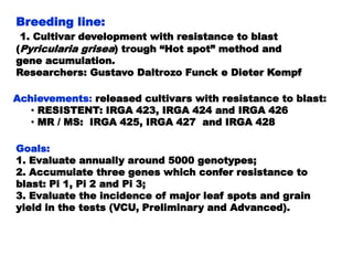 Rice breeding at Irga