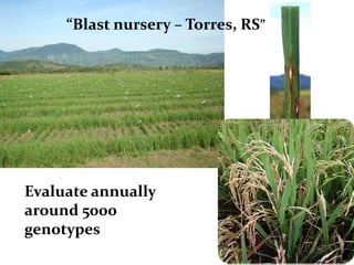 Rice breeding at Irga