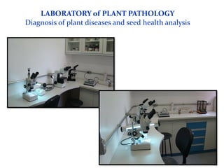 Rice breeding at Irga