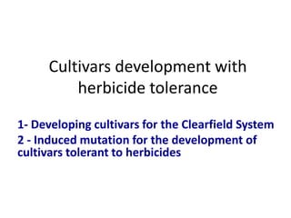 Rice breeding at Irga