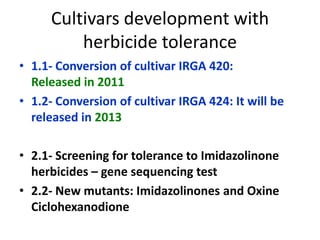 Rice breeding at Irga