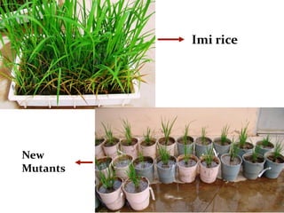 Rice breeding at Irga