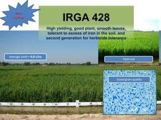 Rice breeding at Irga