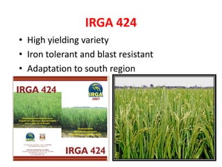 Rice breeding at Irga