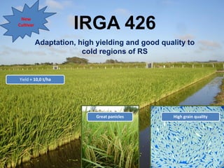 Rice breeding at Irga