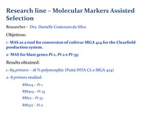 Rice breeding at Irga