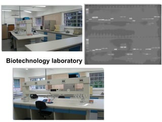 Rice breeding at Irga
