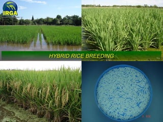 Rice breeding at Irga