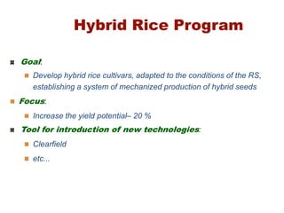 Rice breeding at Irga