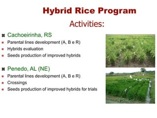 Rice breeding at Irga
