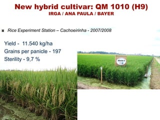 Rice breeding at Irga