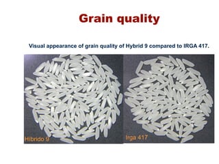 Rice breeding at Irga