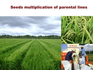 Rice breeding at Irga