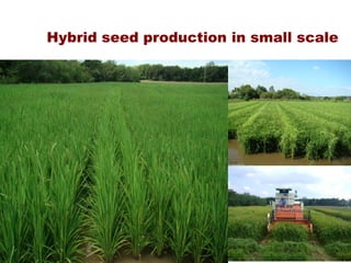 Rice breeding at Irga