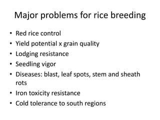 Rice breeding at Irga
