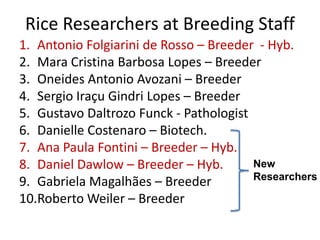 Rice breeding at Irga