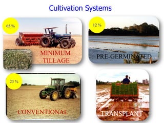 Rice breeding at Irga