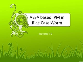 AESA based IPM in
Rice Case Worm
Jeevaraj T V
 