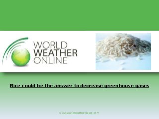 www.worldweatheronline.com
Rice could be the answer to decrease greenhouse gases
 