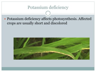 Potassium Deficiency In Rice Rice crop disorders A Lecture By Allah Dad Khan | PPTX
