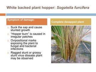 Rice crop insects damage and identification A Lecture By Mr Allah Dad ...