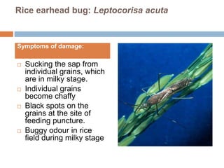 Rice crop insects damage and identification A Lecture By Mr Allah Dad ...